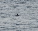 Harbour Porpoise