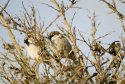 House Sparrow
