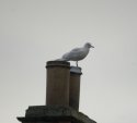 Iceland Gull