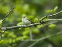 Iberian Chiffchaff