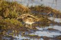 Jack Snipe