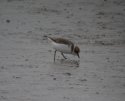 Kentish Plover