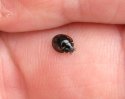 Pine Ladybird