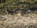 Little Bunting