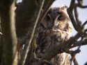 Long Eared Owl