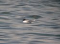 Little Gull