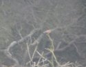 Lesser Kestrel - UK
