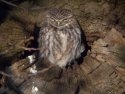 Little Owl