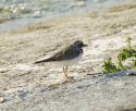 Little Ringed Plover