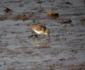 Little Stint