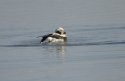 Long Tailed Duck