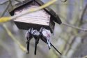 Long Tailed Tit