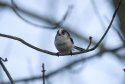 Long Tailed Tit