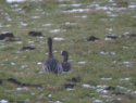 Lesser Whitefronted Goose