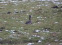Lesser Whitefronted Goose