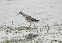 Lesser Yellowlegs