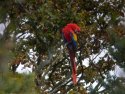 Scarlet Macaw
