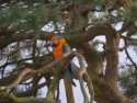 Blue and Gold Macaw