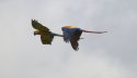 Macaws