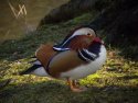Mandarin 
