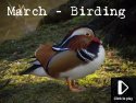 March Birding Video