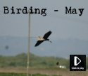 May Video
