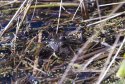 Marsh Frog