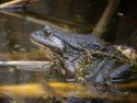 Marsh Frog