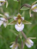 Marsh Helleborine