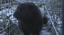 Mink