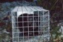 Mink