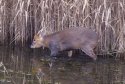 Order to destroy 'invasive' Muntjac deer backed by MSPs