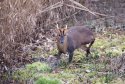 Muntjac