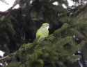 Monk Parakeet