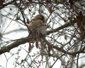 Mealy Redpoll