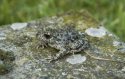 Midwife Toad