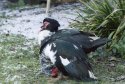 Muscovy Duck