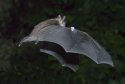 Natterer's Bat