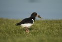 Oystercatcher