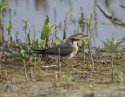 Oriental Pratincole