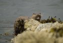 Otter
