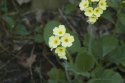Oxlip