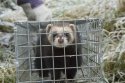 Polecat Ferret
