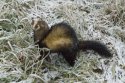 Polecat Ferret