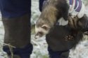 Polecat Ferret