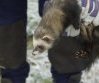 Pic of the Quarter - Polecat