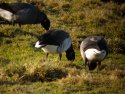 Pale Bellied Brent Goose
