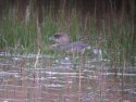Pied Billed Grebe