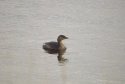 Pied Billed Grebe