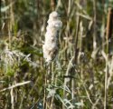 Penduline Tit